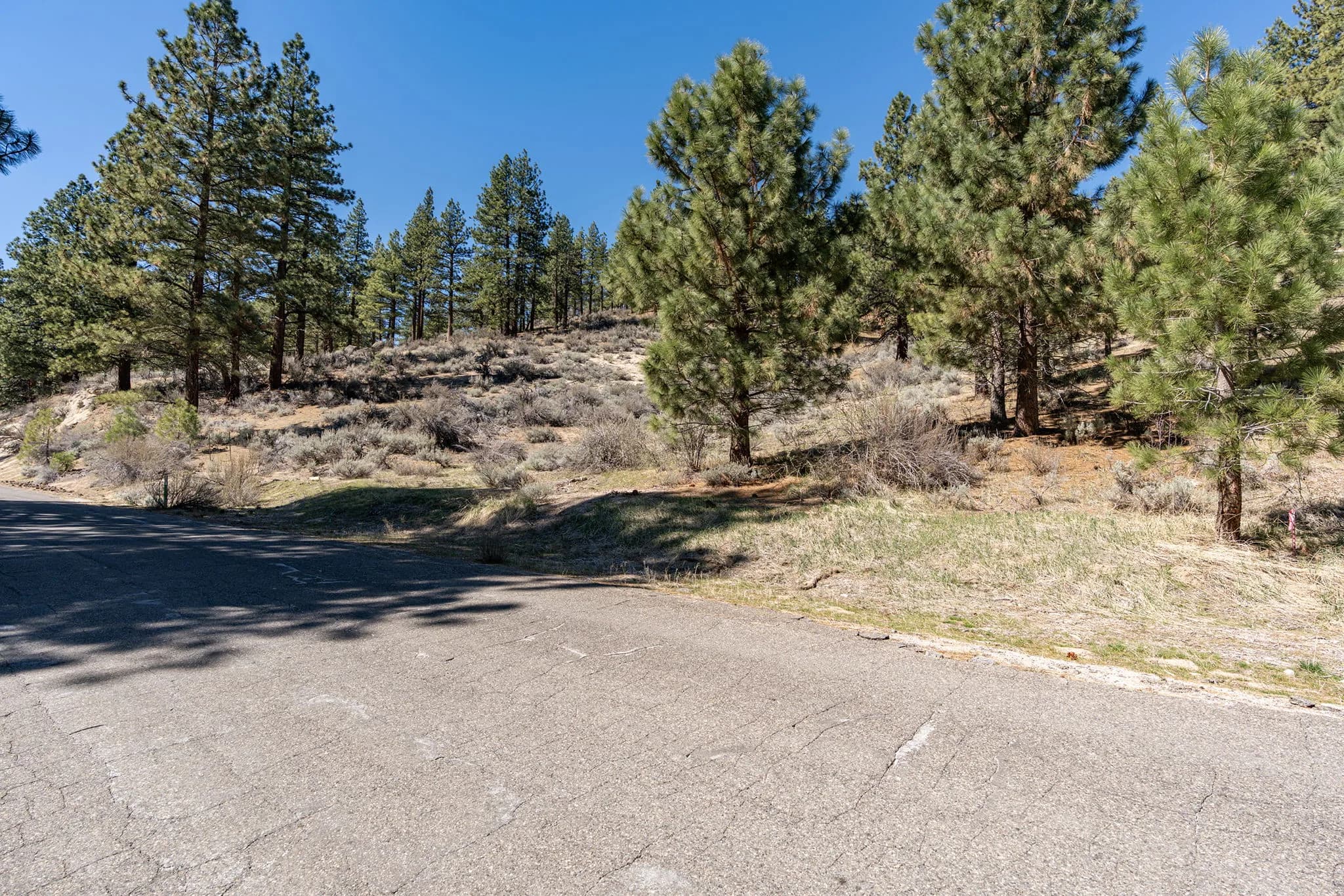 Pine-covered hillside and paved road frontage at 4960 Old Clear Creek Road